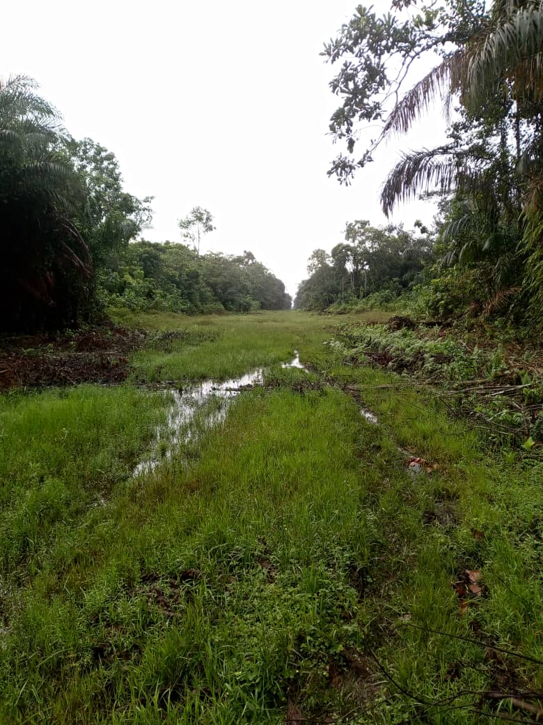 Cleared grassy corridor with standing water between dense tree lines