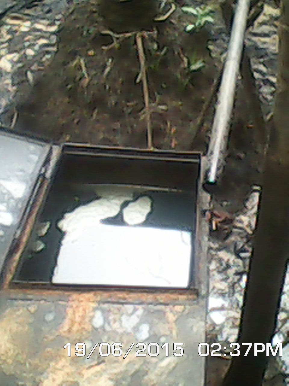 Open rectangular metal tank with a pipe beside it in the undergrowth