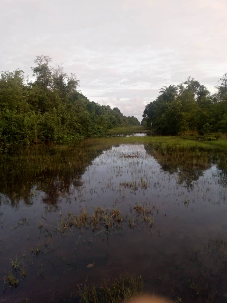 Flooded corridor reflecting the sky between dense vegetation