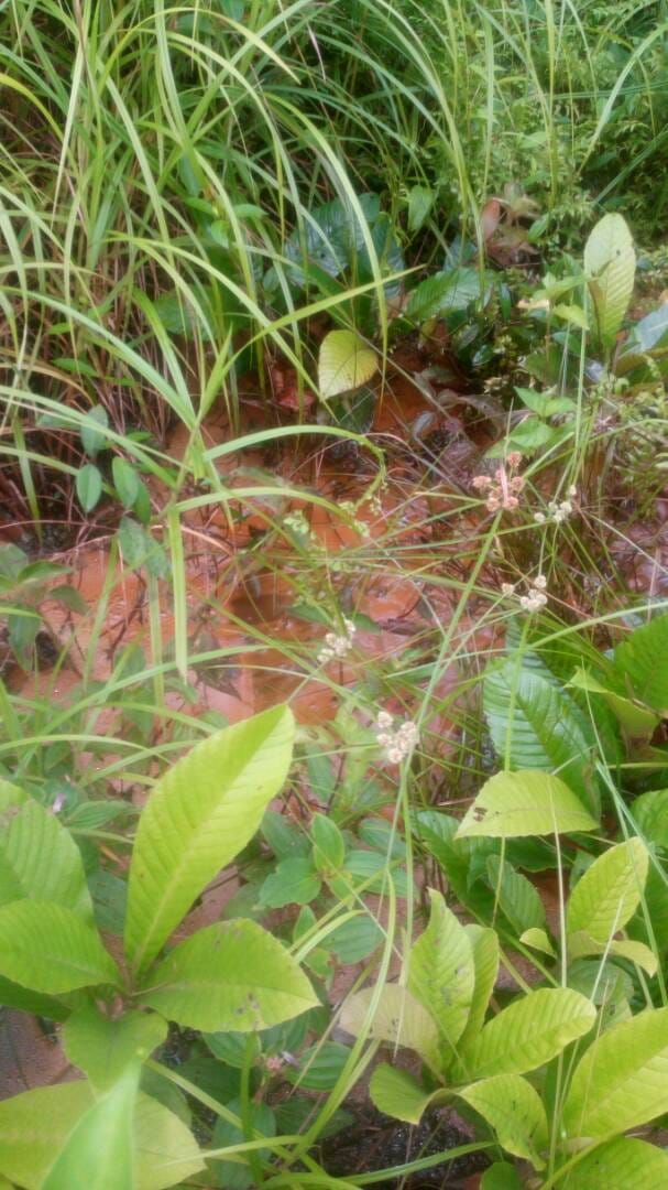 Reddish standing water among tall grass and broad-leaved plants