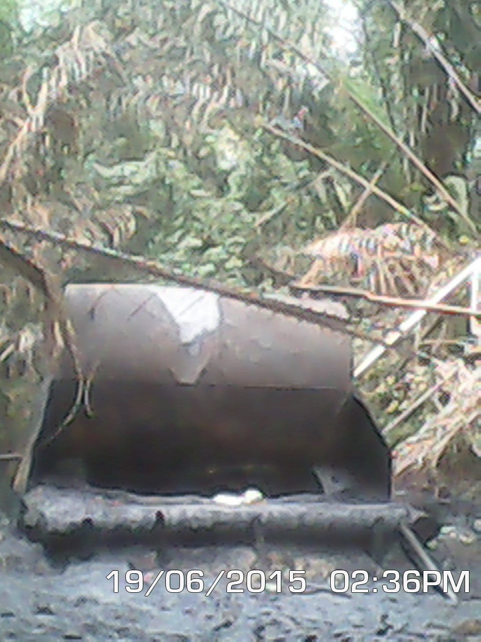 Large rusty pipe resting on wooden logs under palm fronds